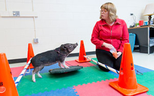 owen pig therapy
