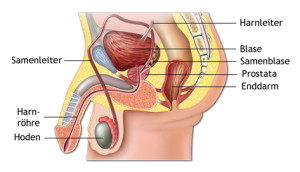 ProstataDt