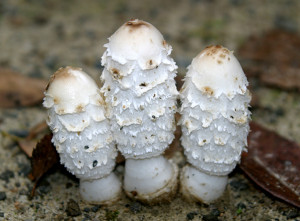 coprinuscomatus_02