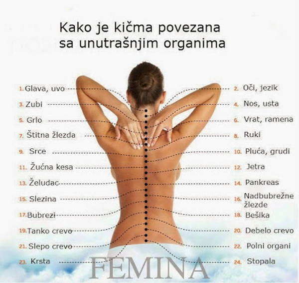 Evo kako je kičma povezana sa unutrašnjim organima