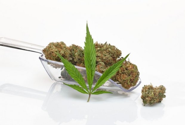 Marihuana do kraja godine legalna u Srbiji