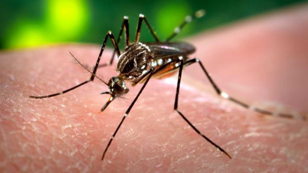 ZIKA-CLOSE-UP
