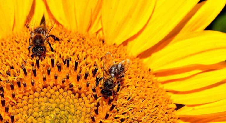 Evo zašto bi trebalo da koristite propolis